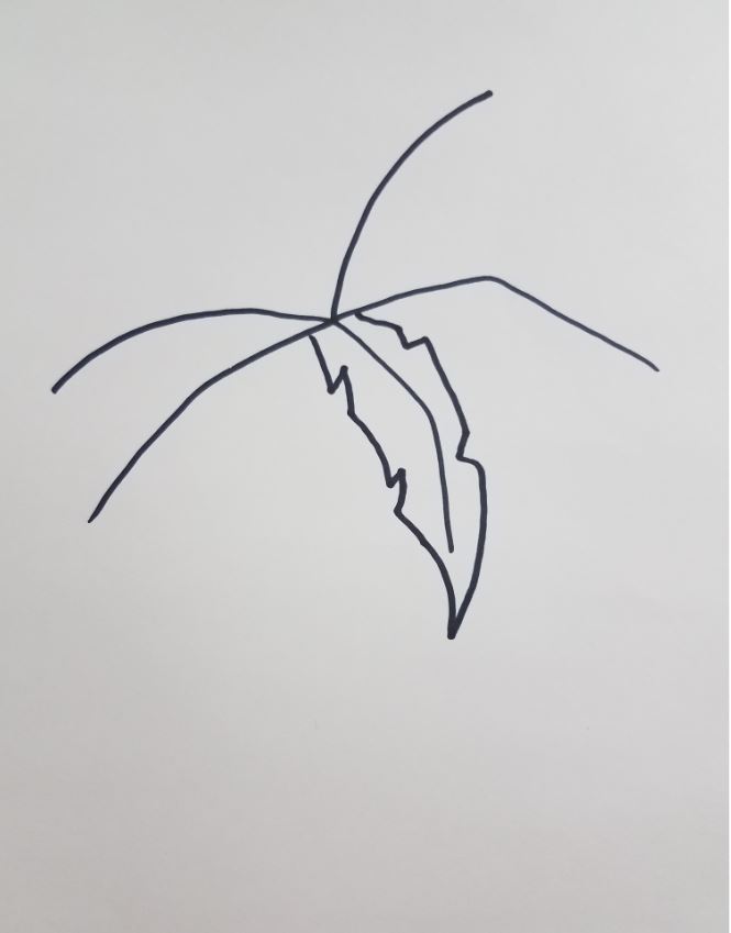 Palm-Tree-Drawings-Palm-Leaf
