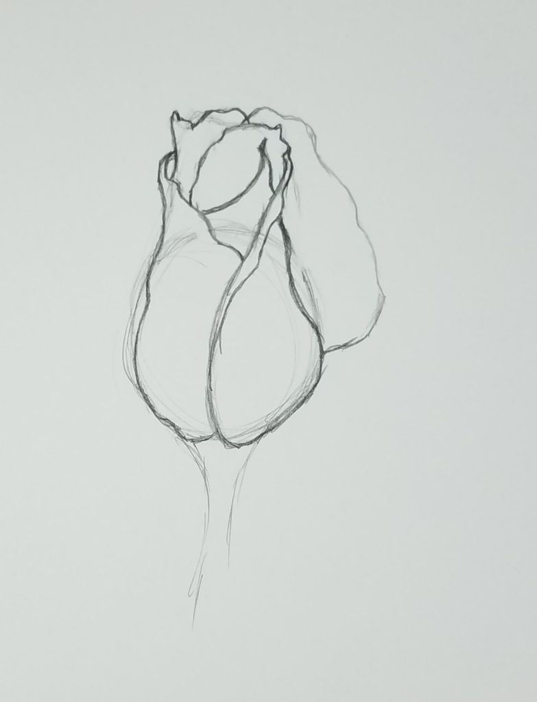 rose bud drawing black and white