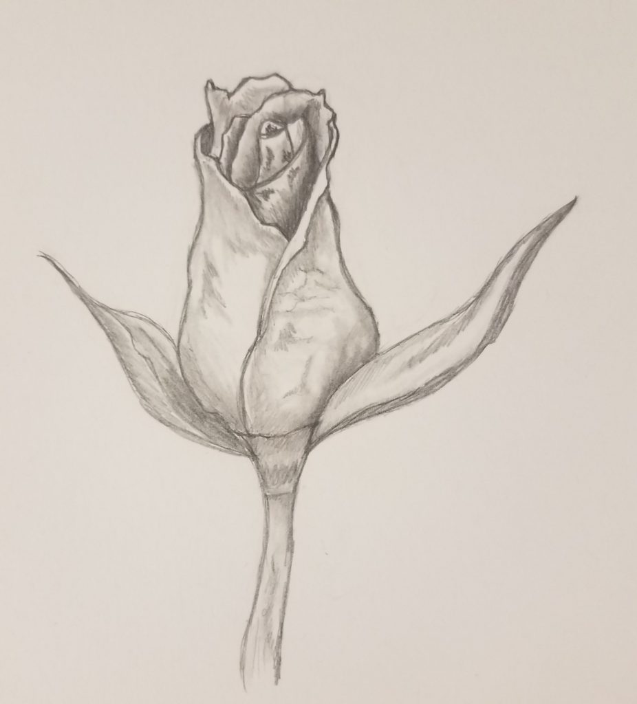 How-To-Draw-A-Rose-Bud-Finished