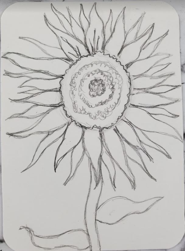 How-To-Draw-A-Sunflower-Details