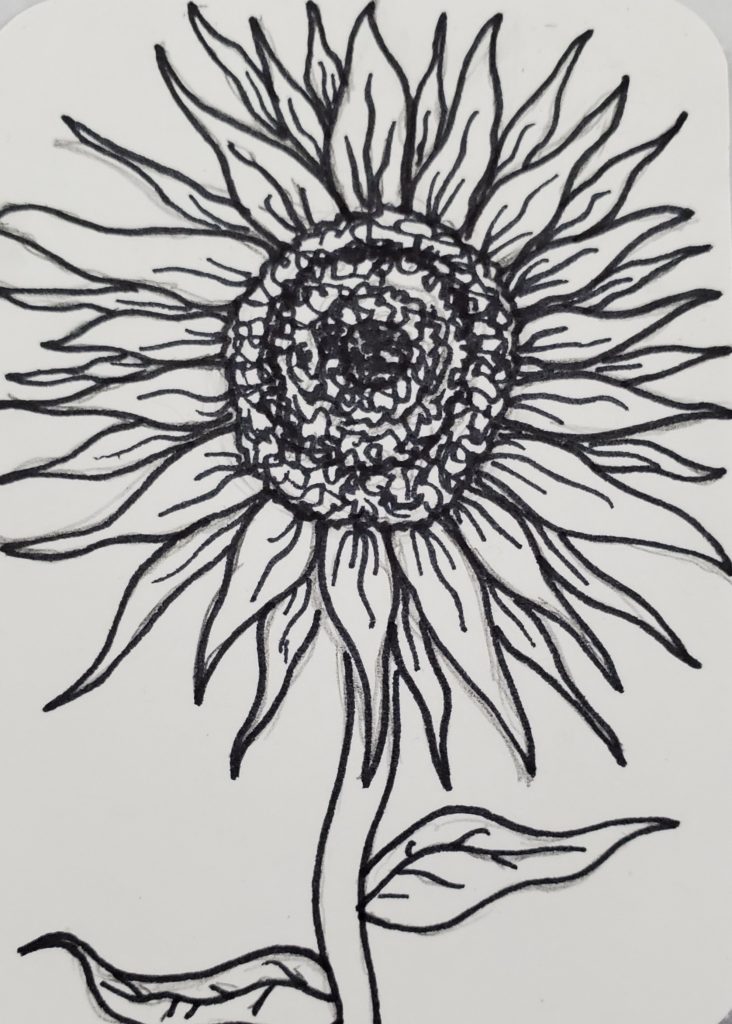 Sunflower drawing Black and White Stock Photos & Images - Alamy