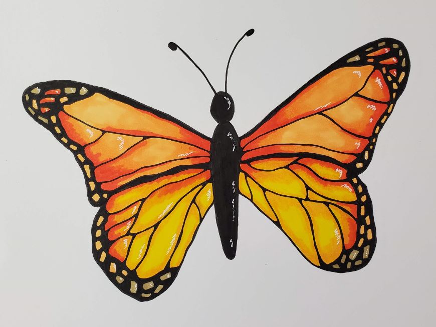 How-To-Draw-A-Butterfly-Finished
