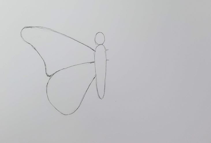 How-To-Draw-A-Butterfly-Lower-Wing