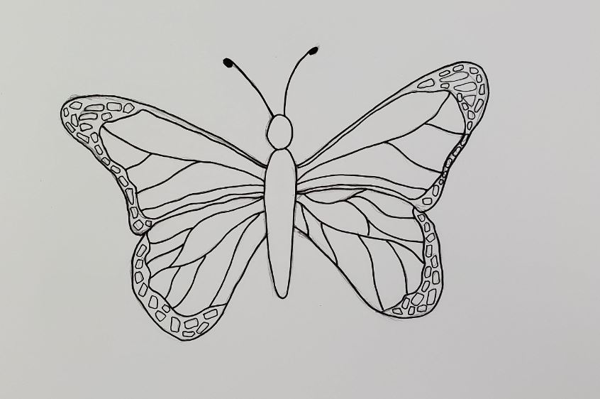 How to Draw a Butterfly (10 Easy Steps)-saigonsouth.com.vn