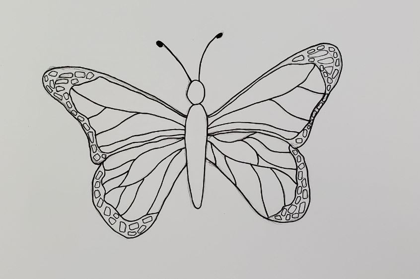 How-To-Draw-A-Butterfly-Outline