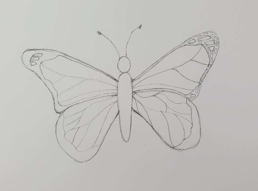 how to draw a butterfly step by step realistically