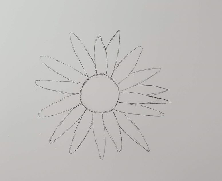 To draw a sketch daisy how 