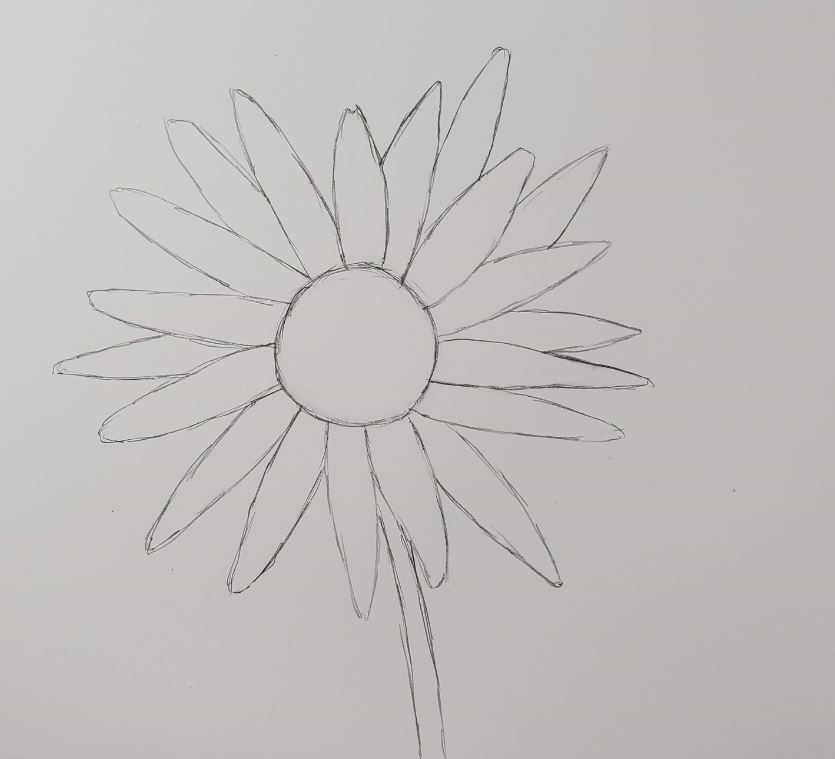 To draw a sketch daisy how How to