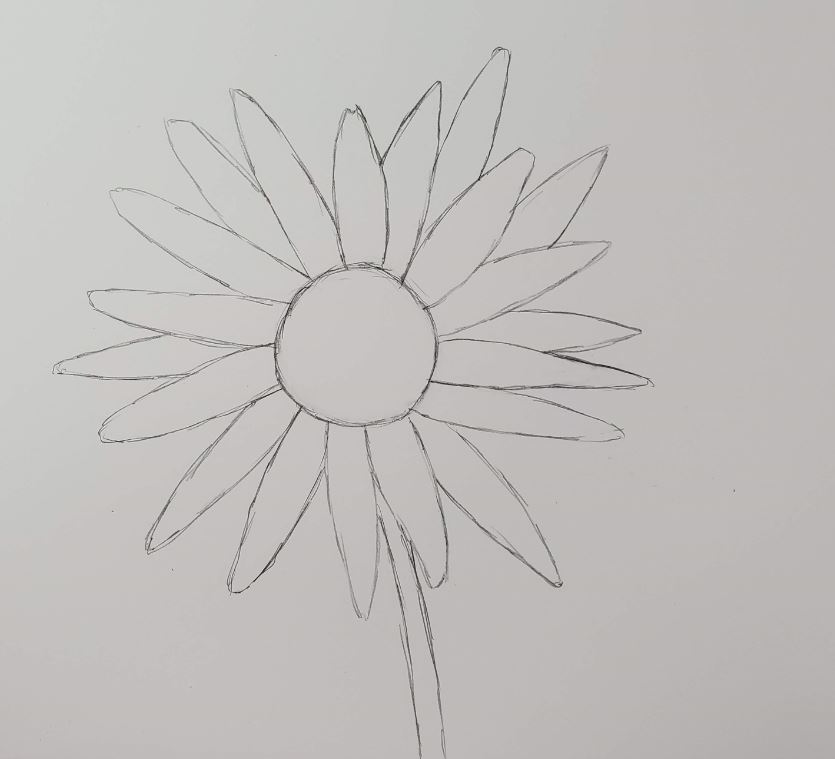 How to Draw a Daisy From Easy Simple Shapes