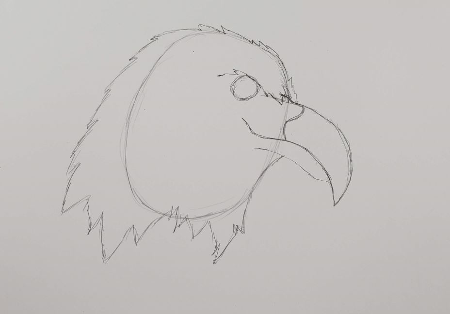 Eagle Head Drawing - How To Draw An Eagle Head Step By Step