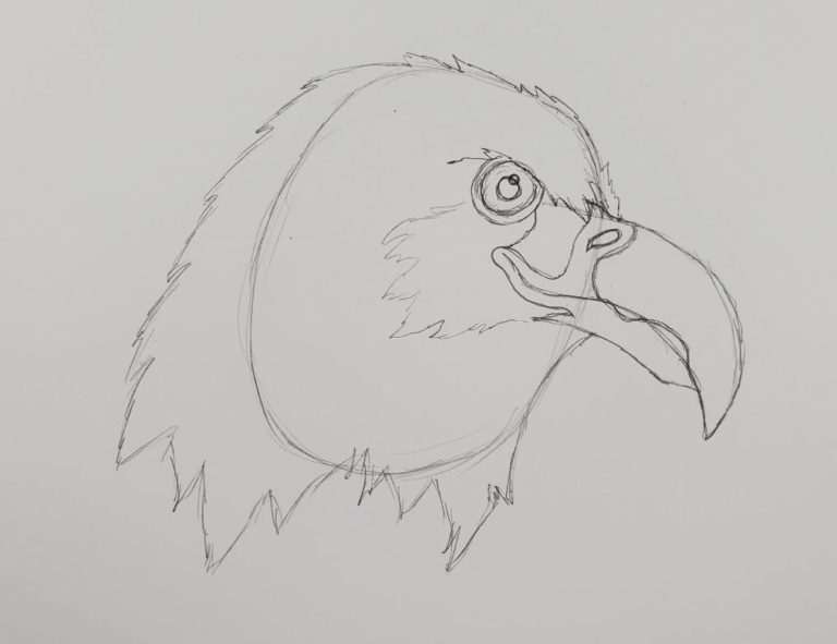 Easy Eagle Head Drawing Step by Step Art by Ro