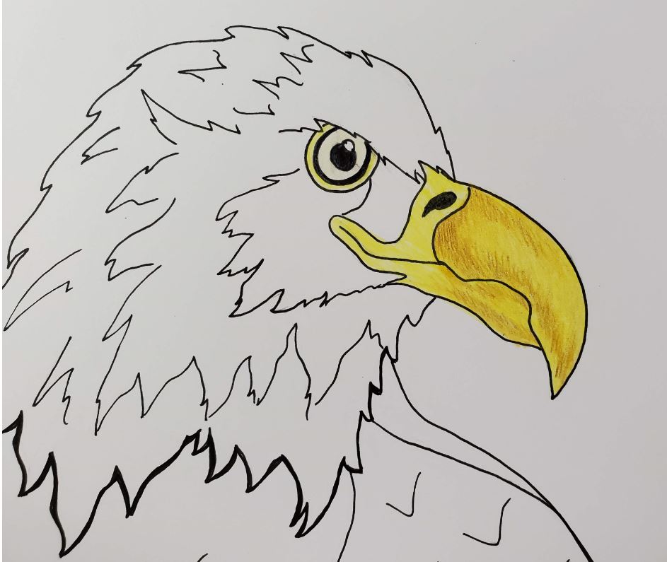 How to Draw an Eagle Head - DrawingNow