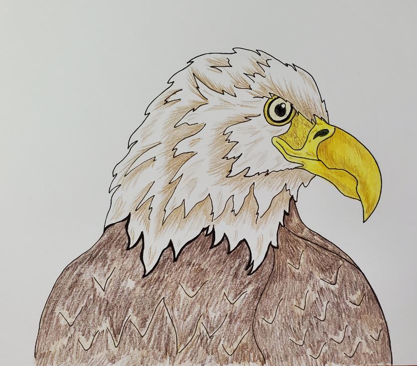 Bald Eagle Drawing PRINT - Etsy