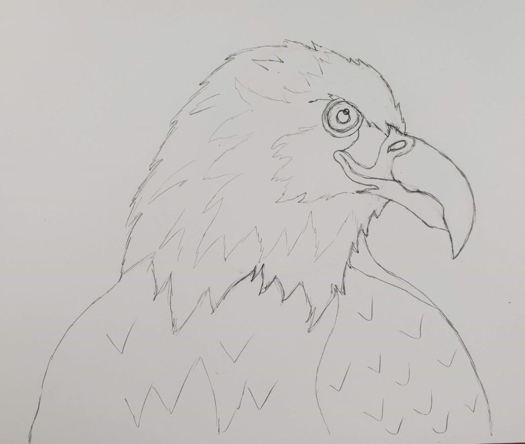 Australian wedge-tailed eagle perch drawing Vector Image