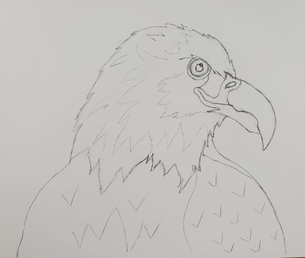 eagle drawing step by step easy