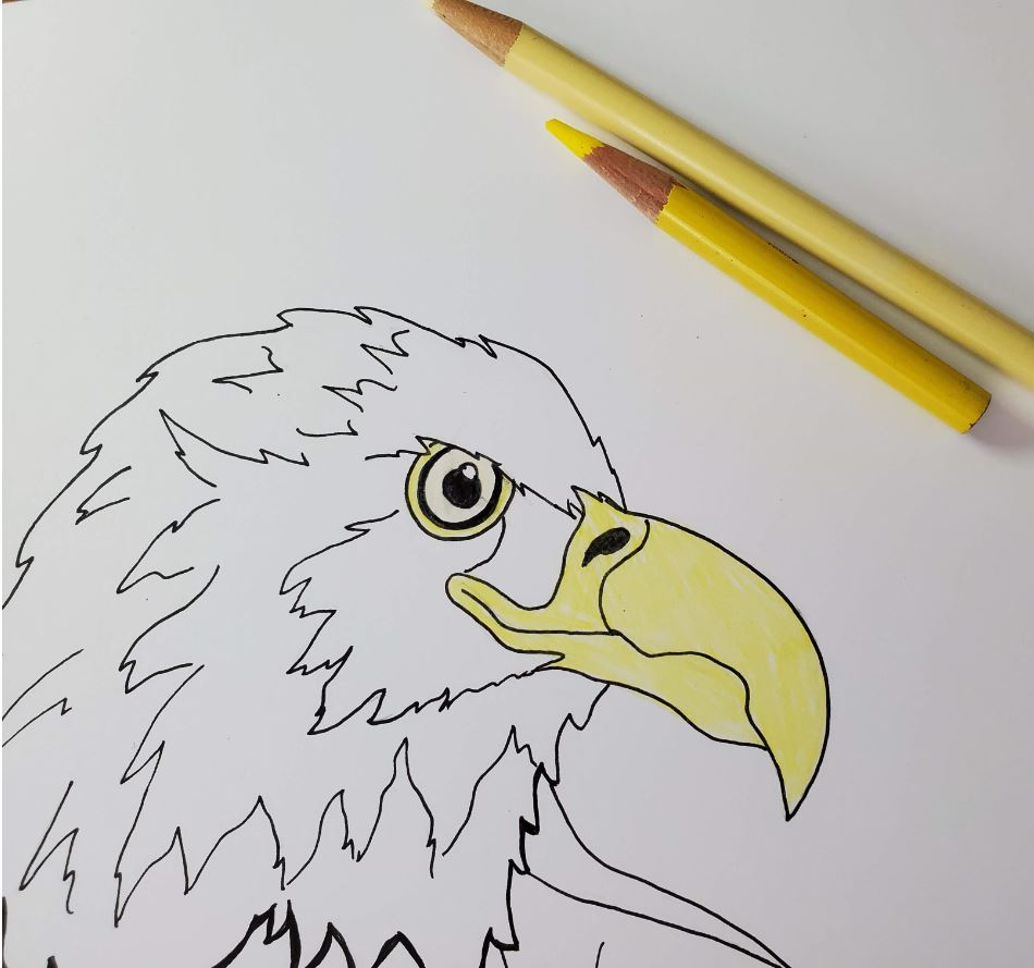 Attacking Bald Eagle coloring page | Free Printable Coloring Pages