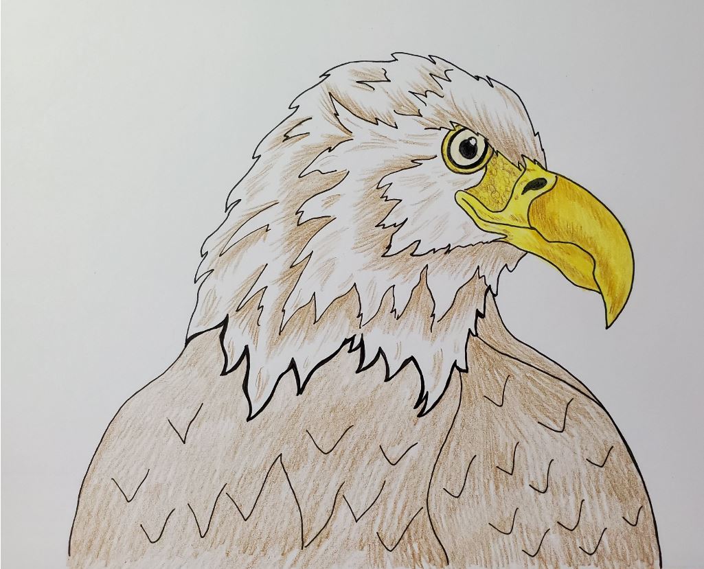 eagle drawings with color