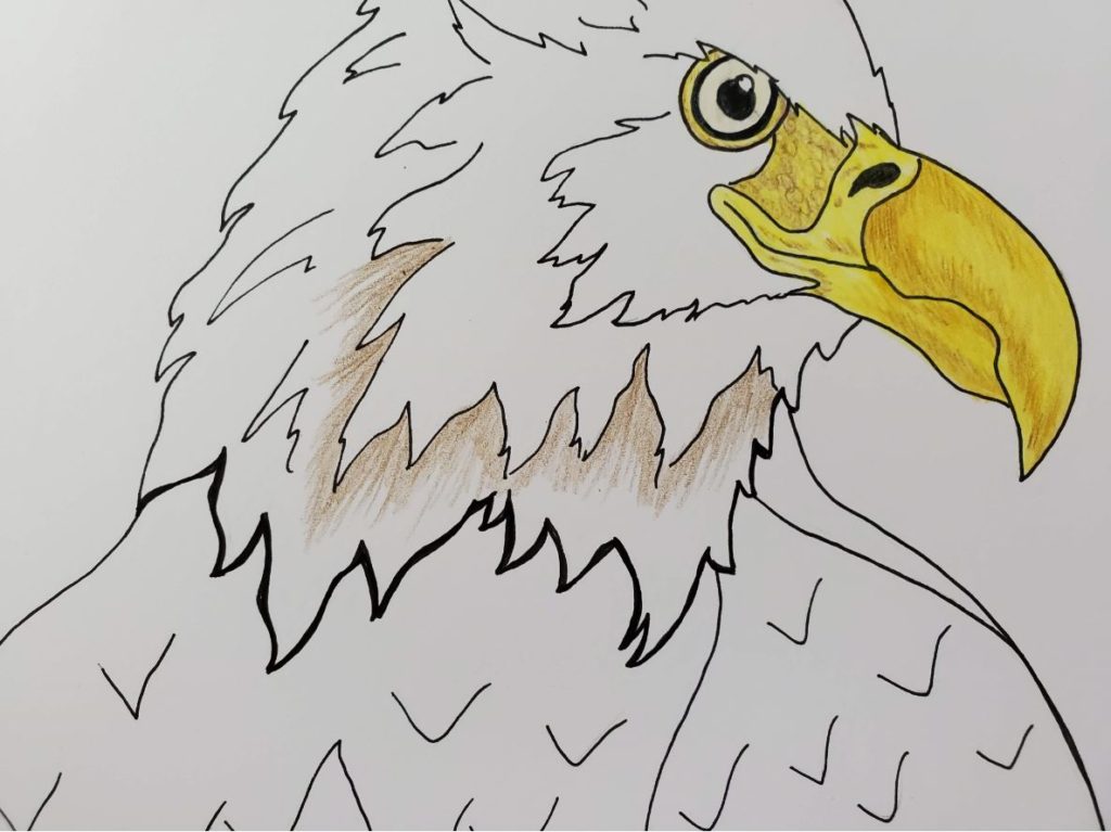 Colored Pencil Drawing of an Eagle - YouTube