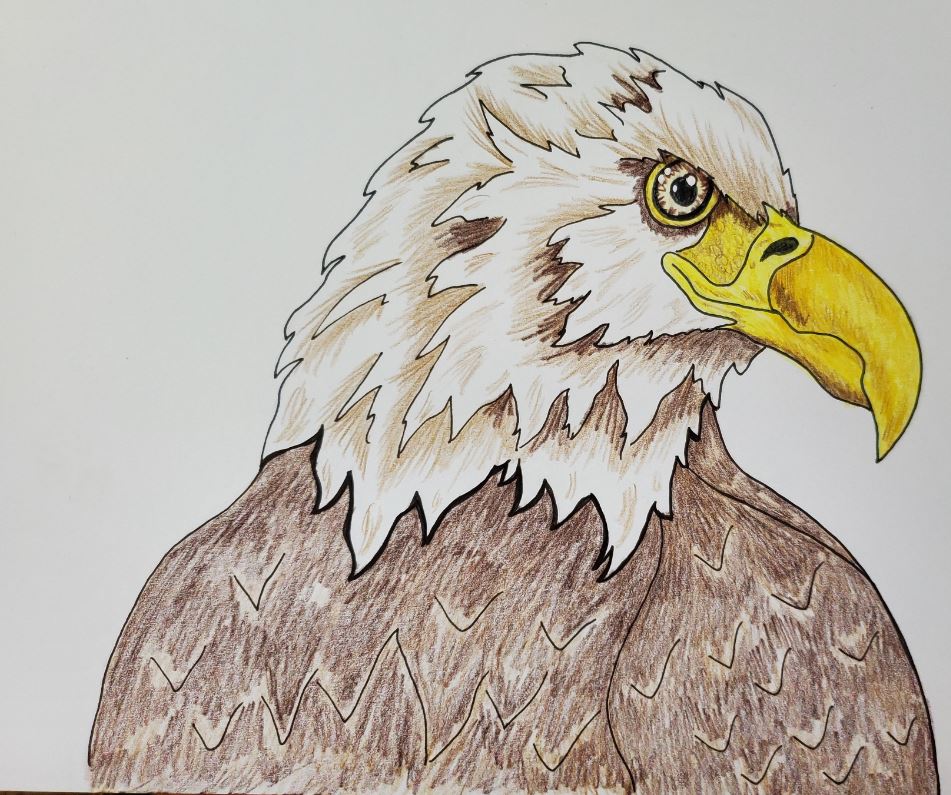 eagle drawings with color