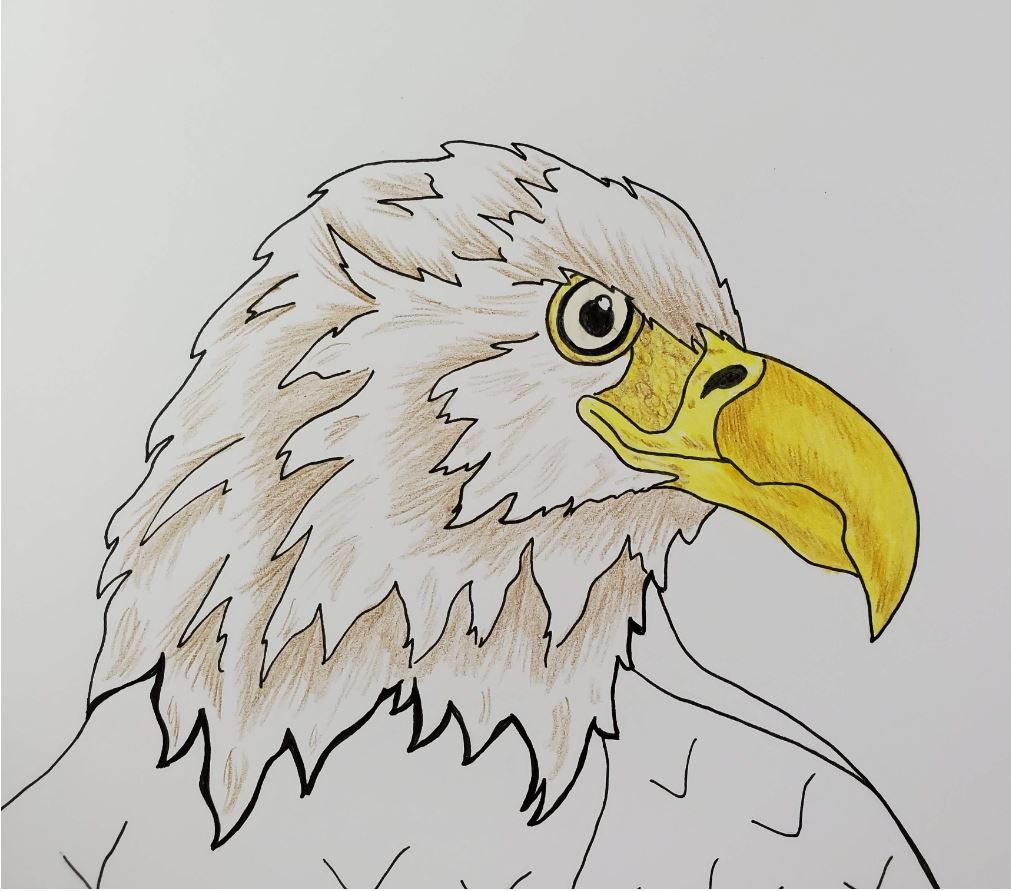 how to draw bald eagle in easy steps -kenfortes art classes-online children  and adults drawing coloring -lessons - KenFortes visual Arts academy  Bangalore offers art courses for children adults online drawing painting