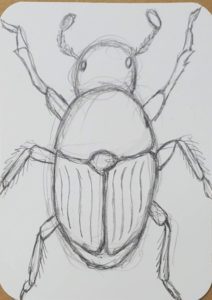 How to Draw a Beetle - Art by Ro