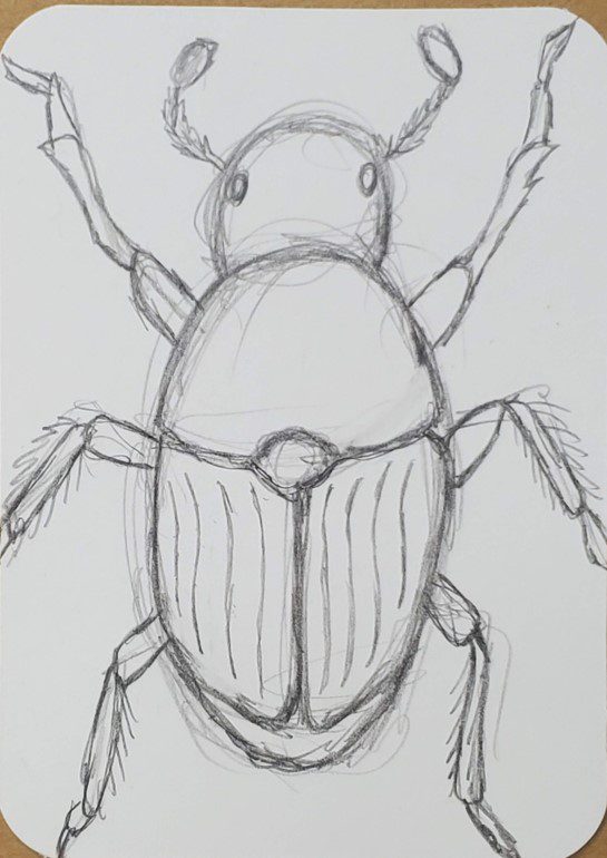 Beetle-Drawing