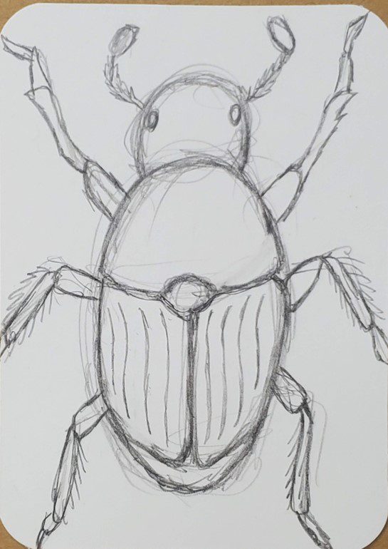 beetle drawing