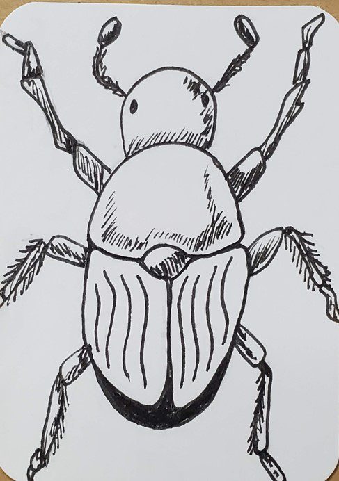 Beetle-Outline