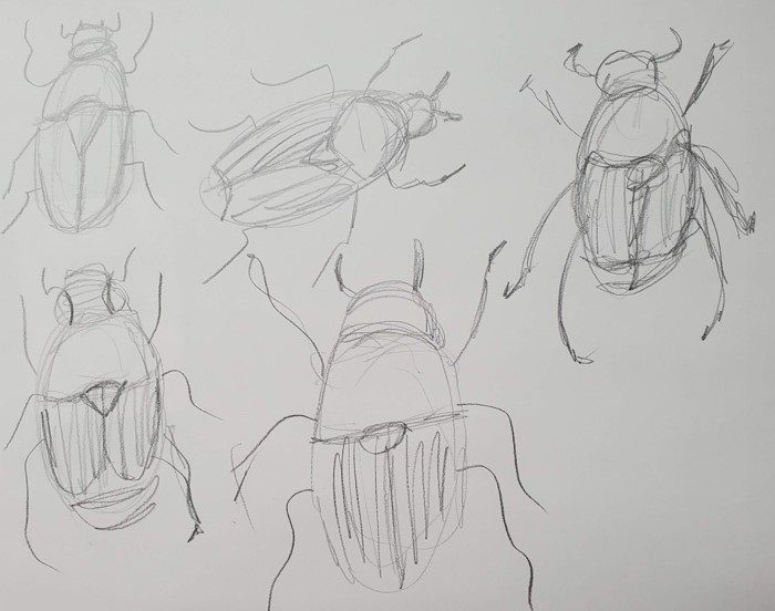 Beetle-Sketch