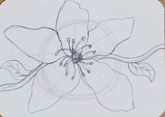 Cherry-Blossom-Flower-Drawing