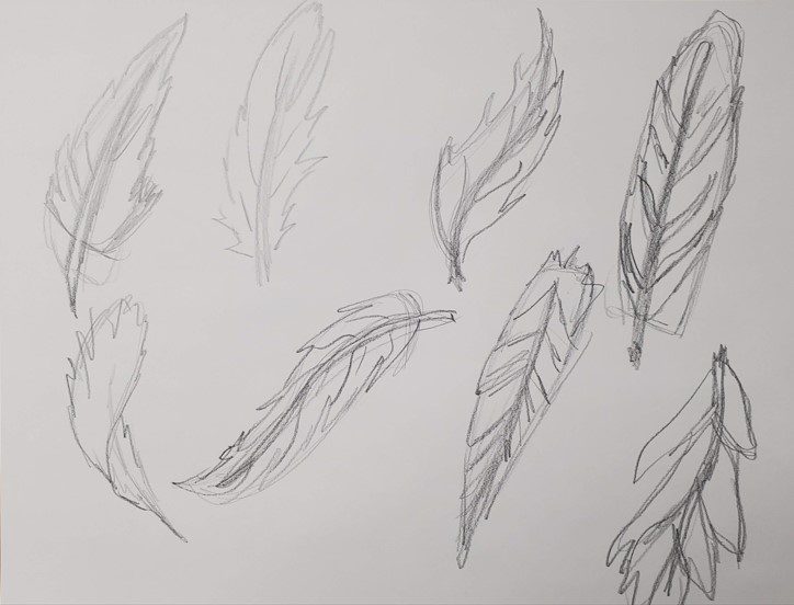 feather sketch practice exercise