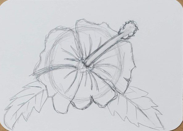 Elegant Black and White Hibiscus Flower Drawing Stock Illustration -  Illustration of monochrome, simple: 288312516