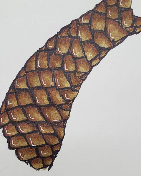 How-to-Draw-Snake-Scales-with-Markers