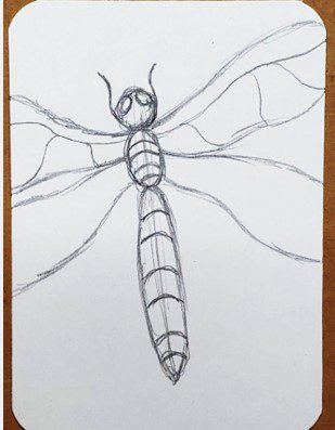 How-to-Draw-a-Dragonfly-Step-by-Step