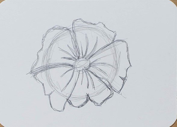 Peter Profetto - My Korean Hibiscus in pencil