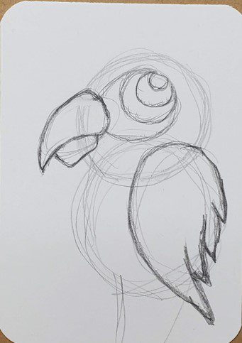 pencil drawings of parrots