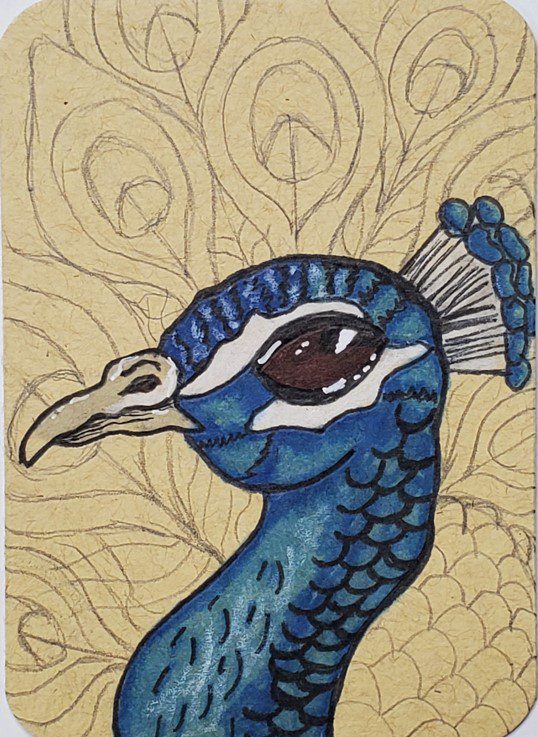 Beautiful Peacock Drawing - animalart