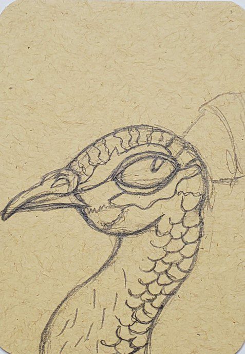 How-to-Draw-a-Peacock-Texture