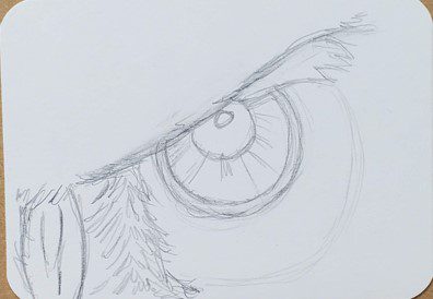 Owl-Eye-Drawing-Texture-Guide