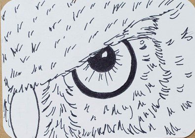 Owl-Eye-Outline