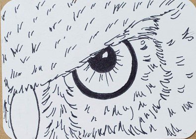 eye outline