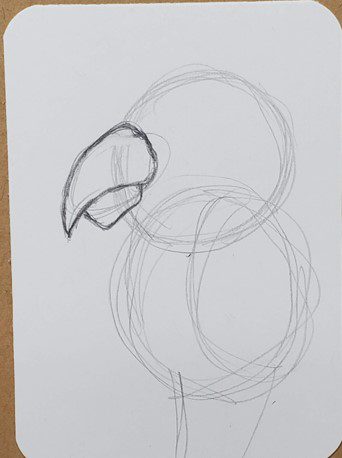 Parrot Drawing Beak Lower