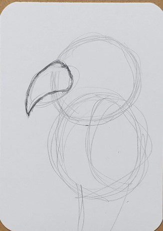 How to draw A simple parrot step by step - Drawing Photos