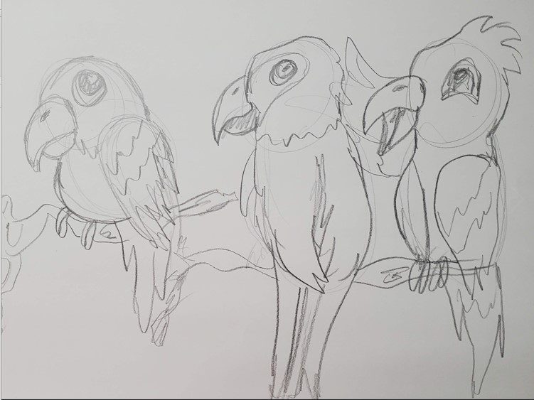 parrot drawing outline