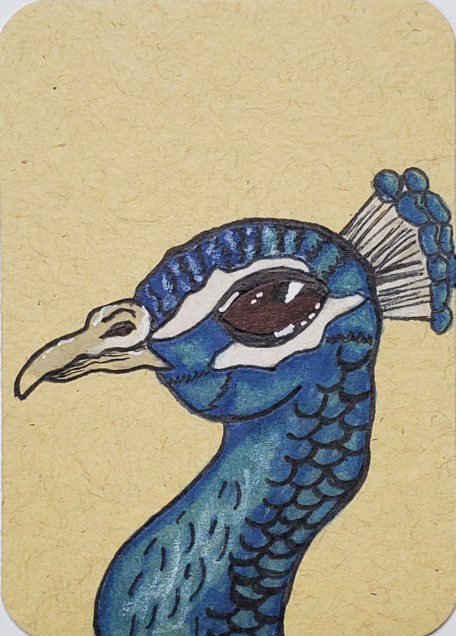 peacock images for drawing