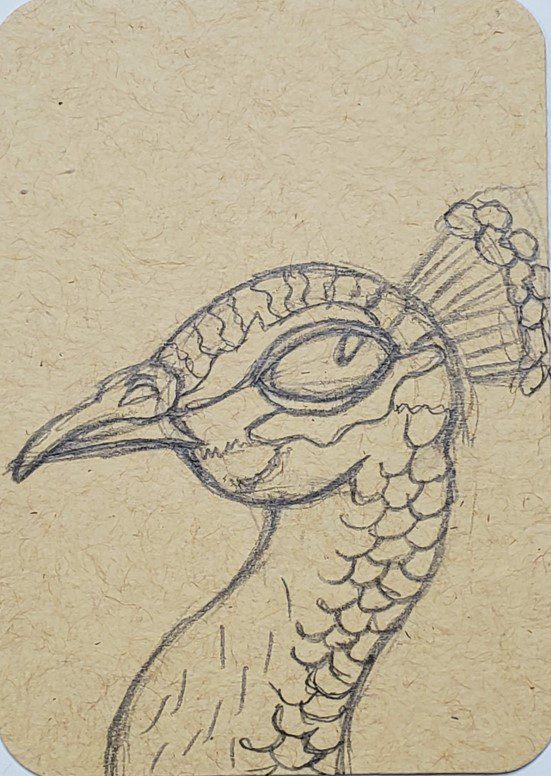 Cute Peacock Drawing - Peacock - Sticker | TeePublic