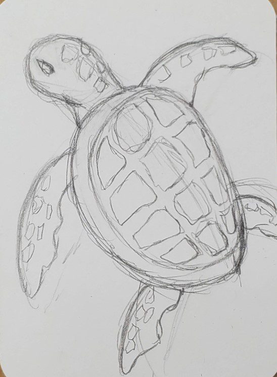 sea turtle drawing top view