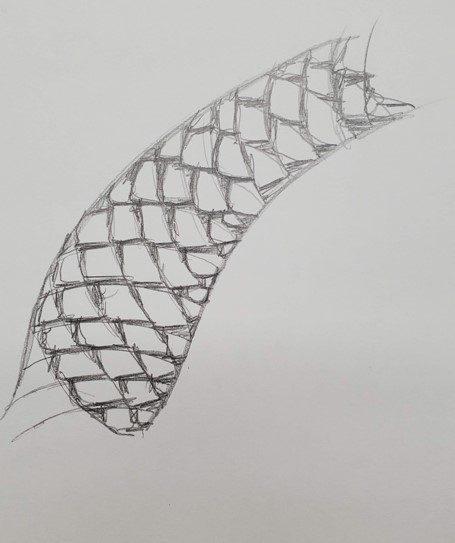 Snake-Scale-Drawing